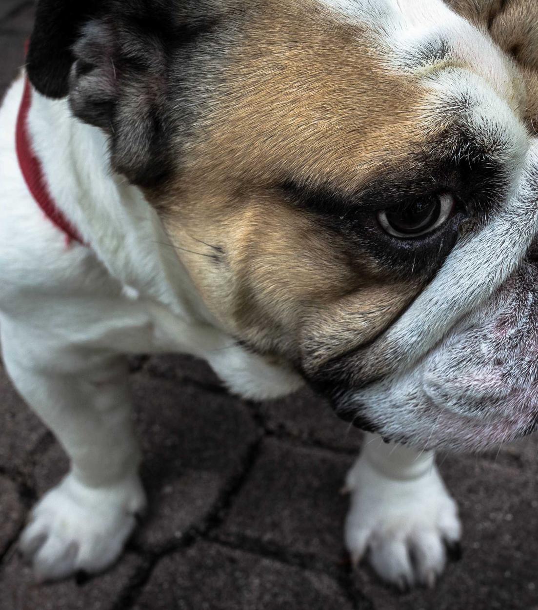 如何优化您的网站以适应移动设备