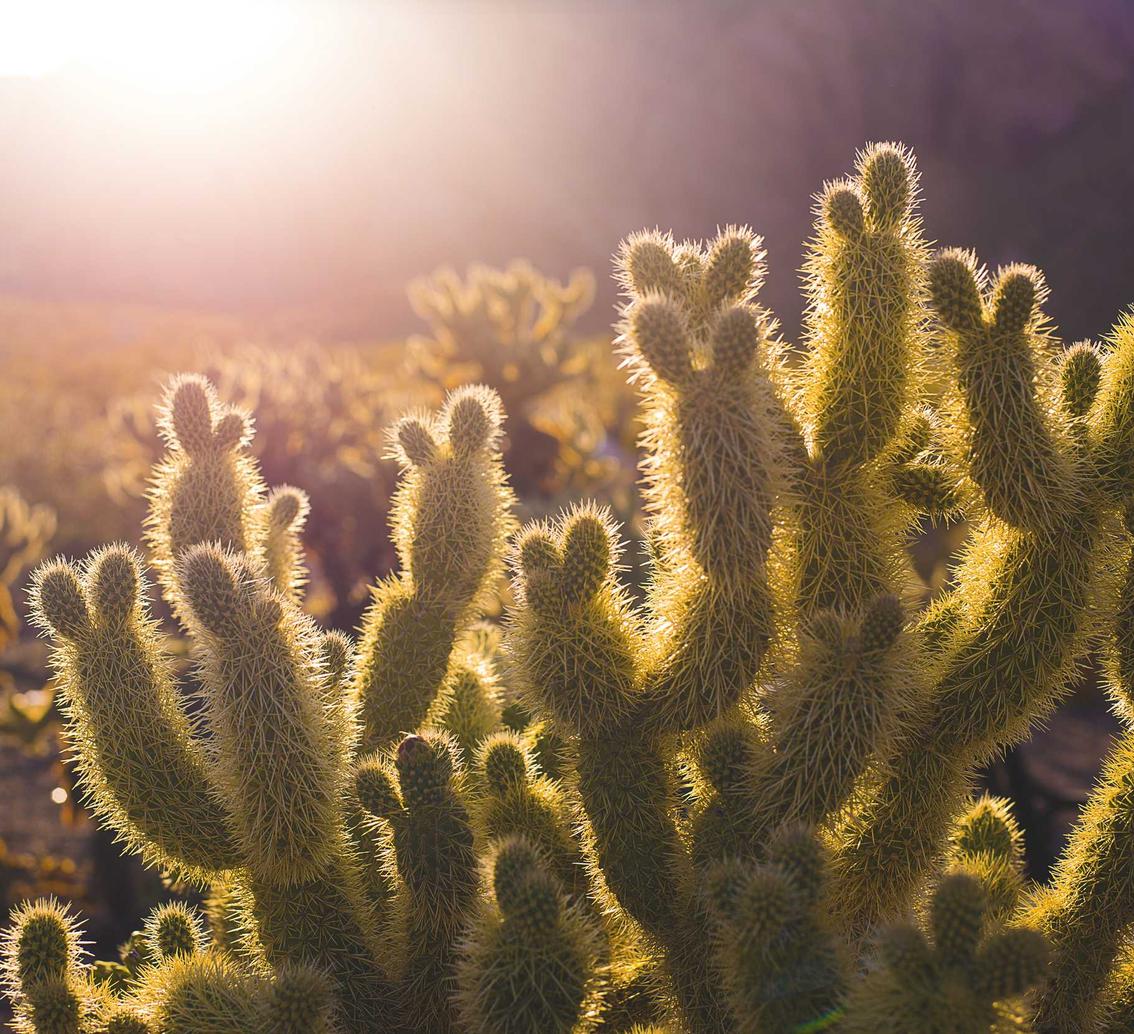 吸烟对神经科学的研究 