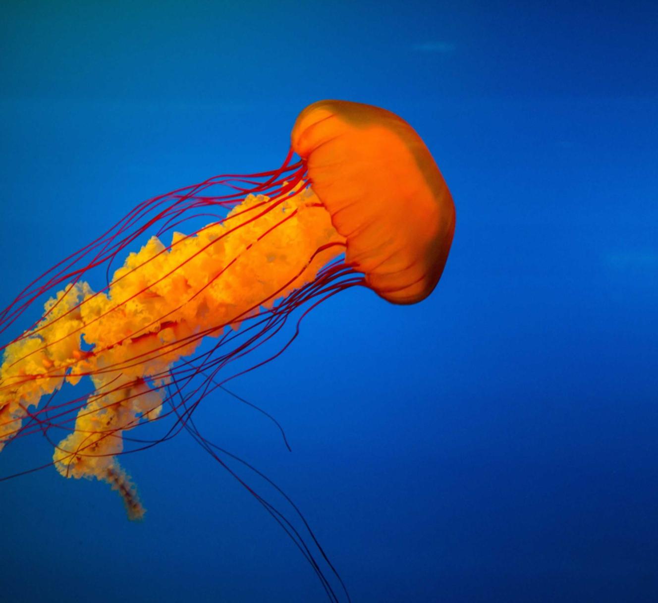 如何针对替代搜索引擎进行SEO