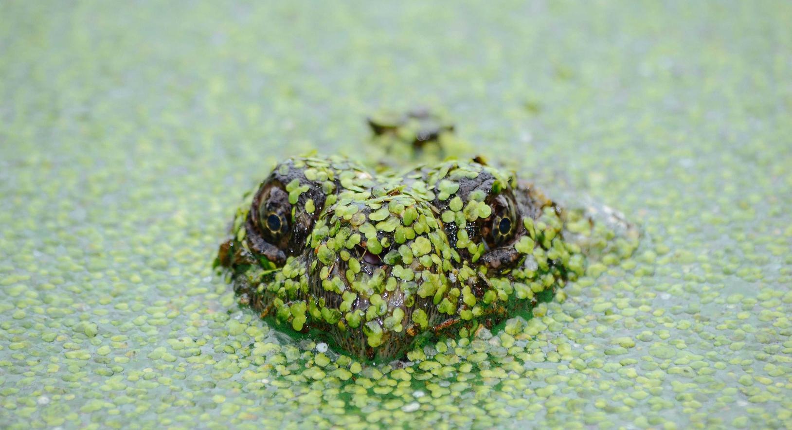 实战经验分享：如何通过CDN防御DDoS攻击
