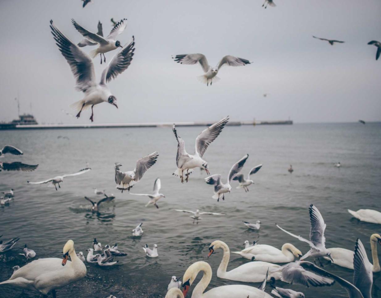 韩免铁塔猫济州岛（限定）：诚征代理商平台