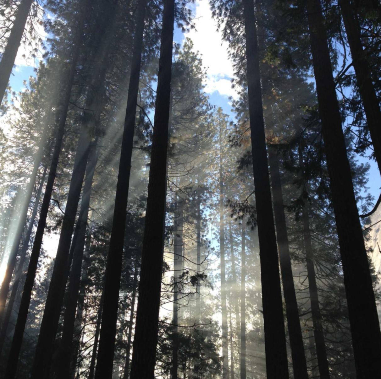 吸烟对气管和肺的伤害