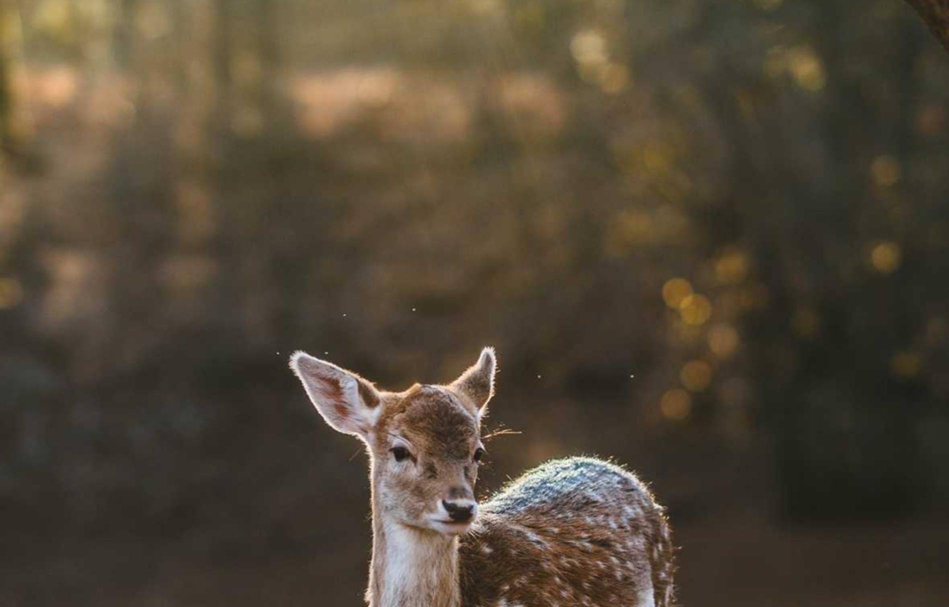 侧推类人猿爆珠：58合约平台代理