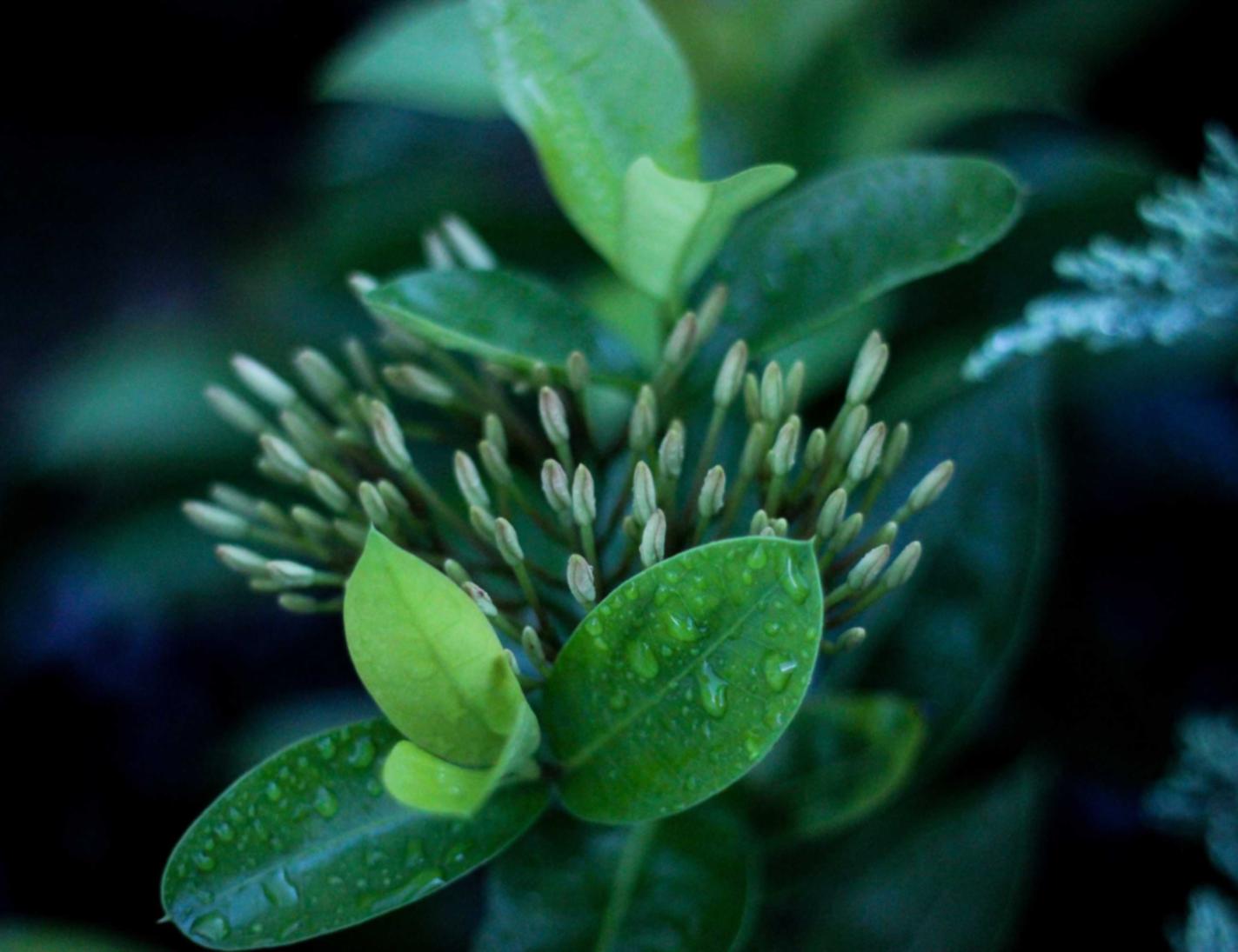 实名手机卡买卖：手机app详情下载教程赚钱