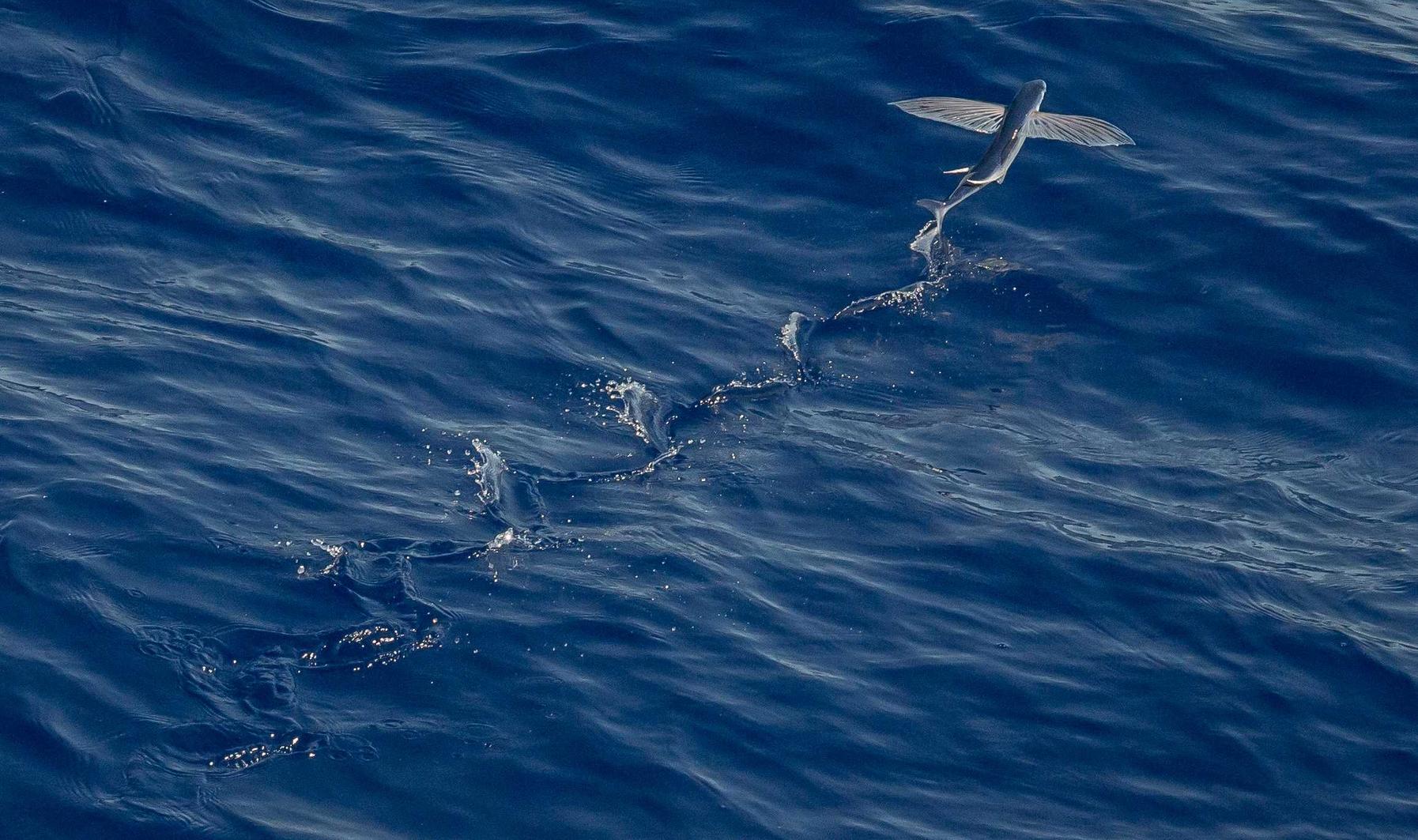 亚特兰大香草口味：揭阳美妆代理平台